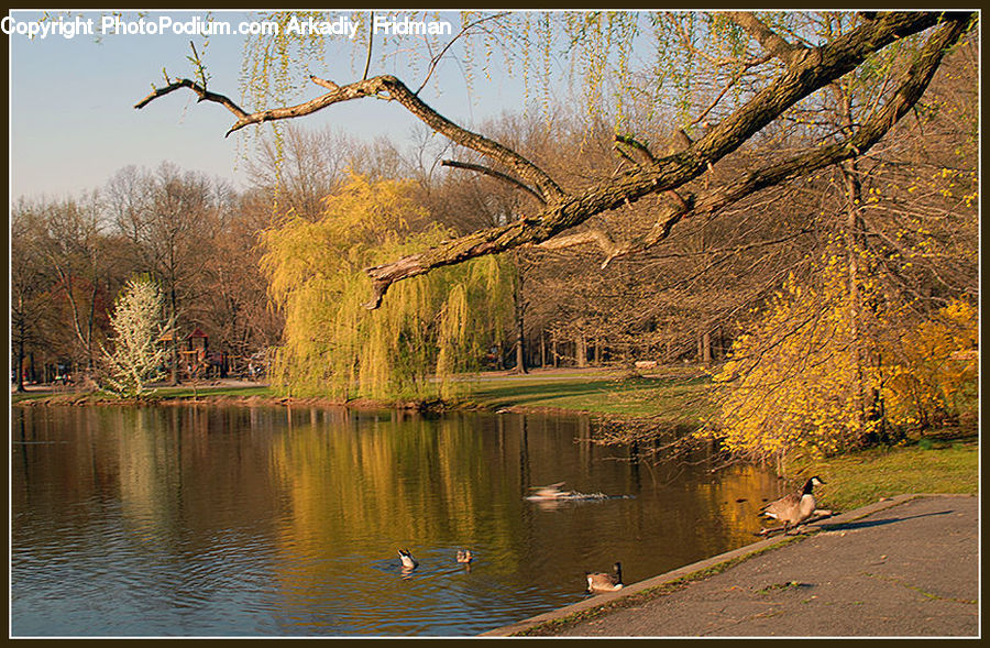 Plant, Tree, Willow, Conifer, Fir, Blossom, Flora