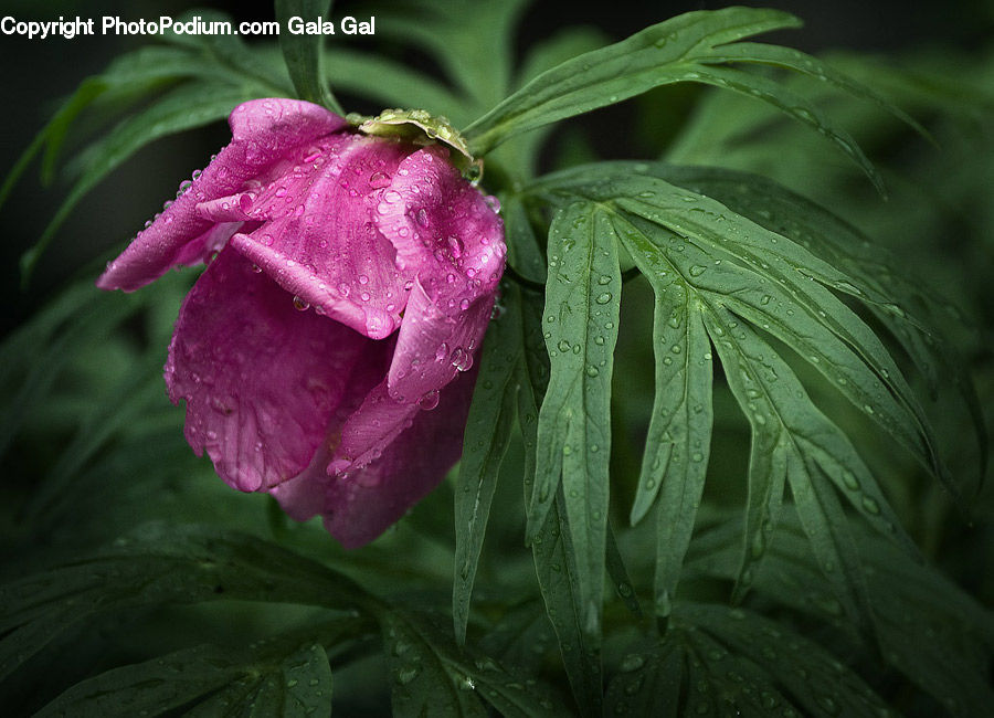 Blossom, Flower, Peony, Plant, Flora, Geranium, Bud
