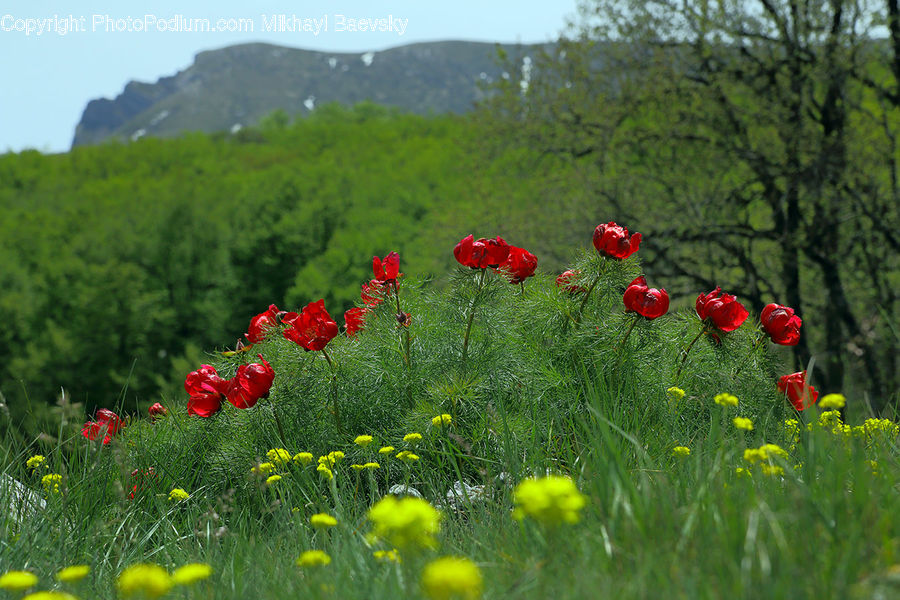 Blossom, Flora, Flower, Plant, Poppy, Rose, Dill