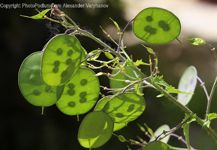 Fruit, Grapes, Plant, Blossom, Flora, Flower, Sprout