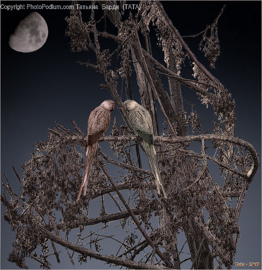 Accipiter, Bird, Anthus