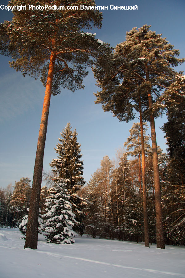 Conifer, Fir, Pine, Plant, Spruce, Tree, Wood