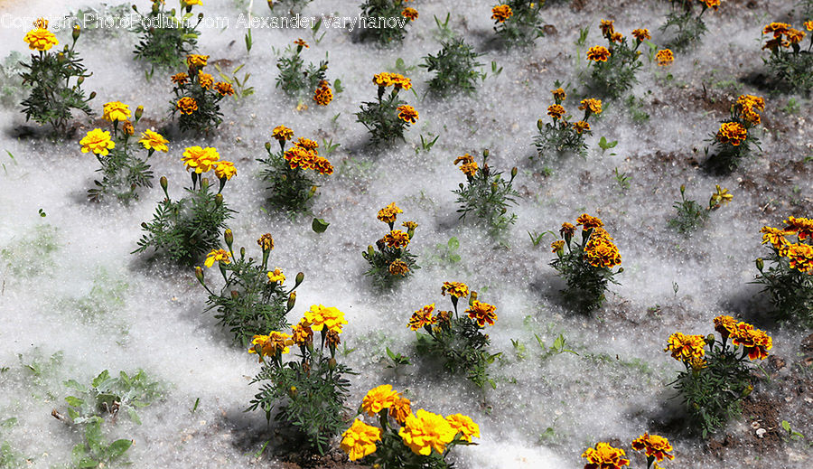 Asteraceae, Blossom, Flora, Flower, Plant, Treasure Flower, Weed