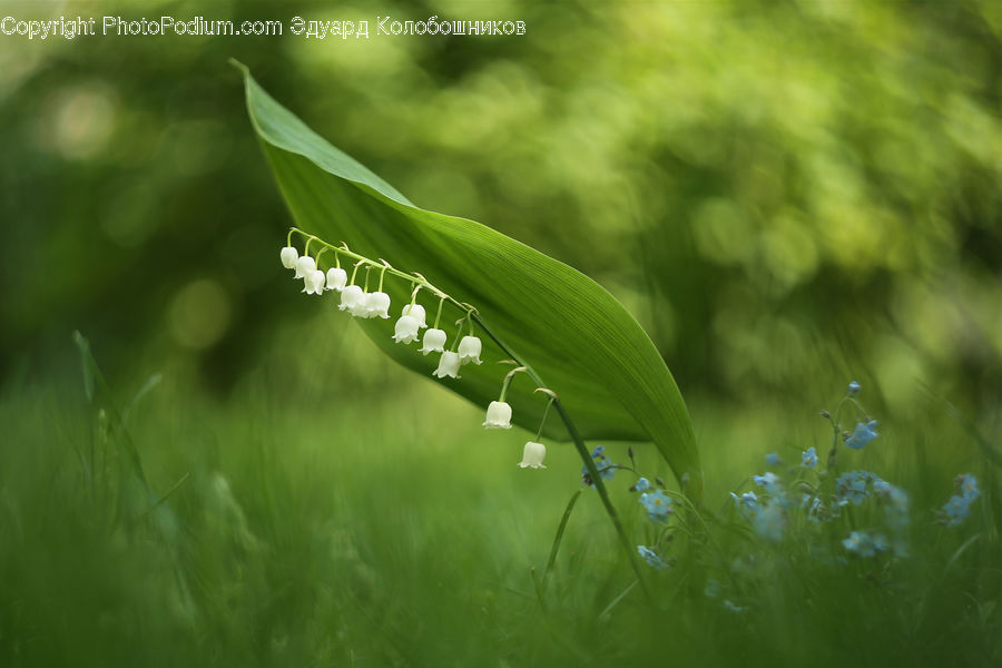 Field, Grass, Grassland, Plant, Blossom, Flora, Flower