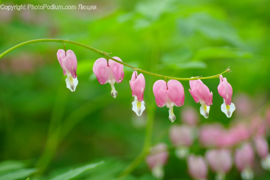 Blossom, Flora, Flower, Plant, Geranium, Lupin, Field