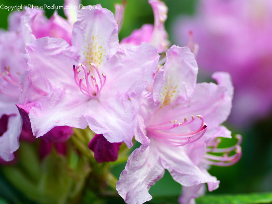 Blossom, Flora, Flower, Plant, Geranium, Gladiolus, Hibiscus