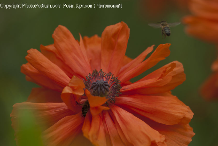 Blossom, Flora, Flower, Plant, Poppy, Gladiolus, Anther