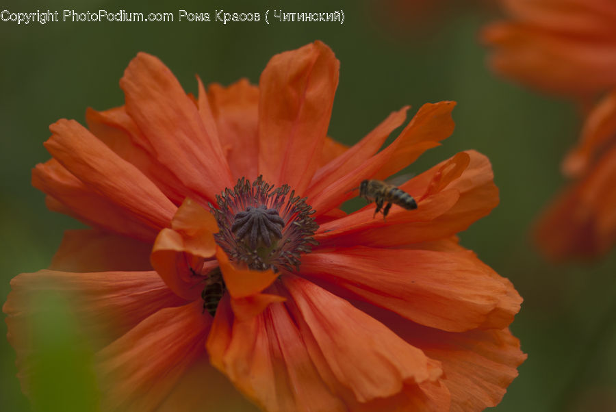 Blossom, Flora, Flower, Plant, Poppy, Cosmos, Bee