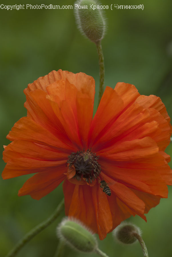 Blossom, Flora, Flower, Plant, Sunflower, Cosmos, Poppy
