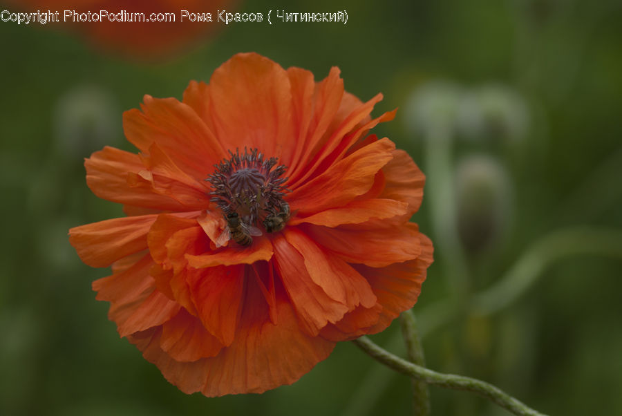 Blossom, Flora, Flower, Plant, Poppy, Cosmos, Daisies