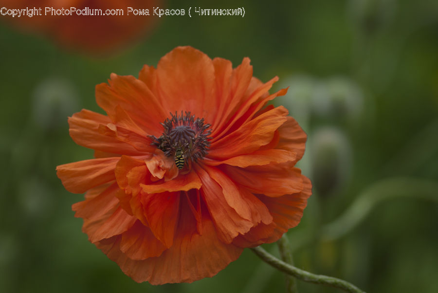 Blossom, Flora, Flower, Plant, Poppy, Cosmos, Carnation