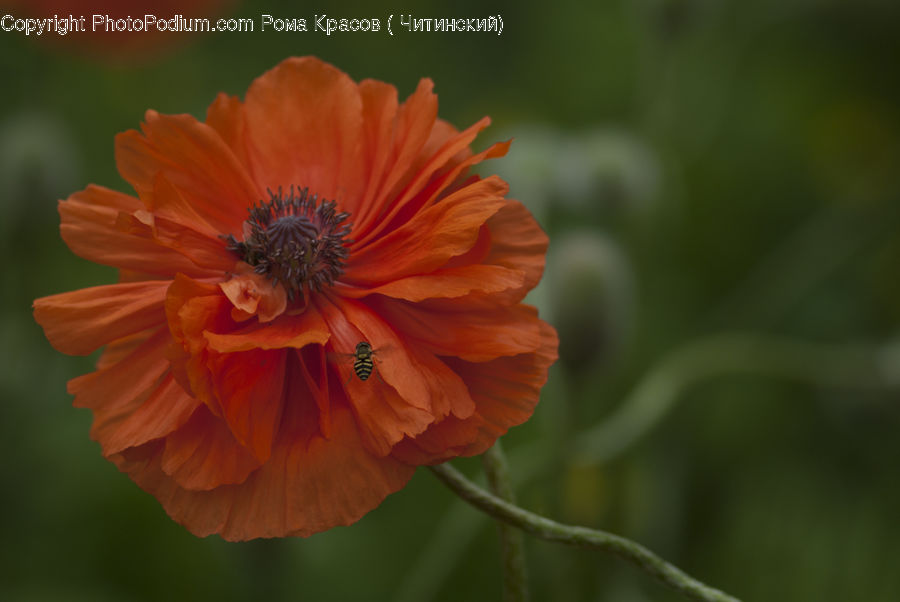 Cosmos, Blossom, Flora, Flower, Plant, Poppy, Carnation