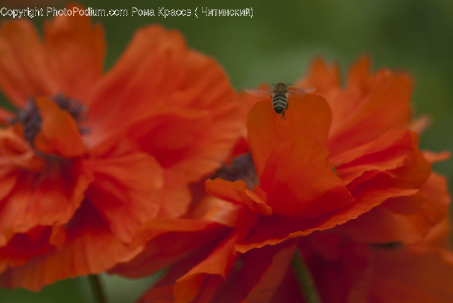 People, Person, Human, Blossom, Flora, Flower, Geranium