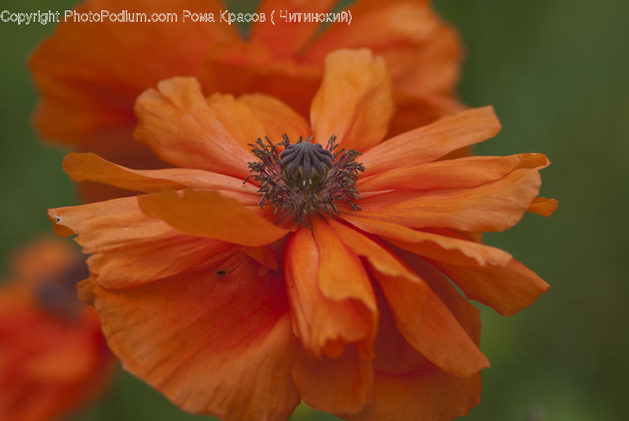 Cosmos, Blossom, Flora, Flower, Plant, Poppy, Asteraceae