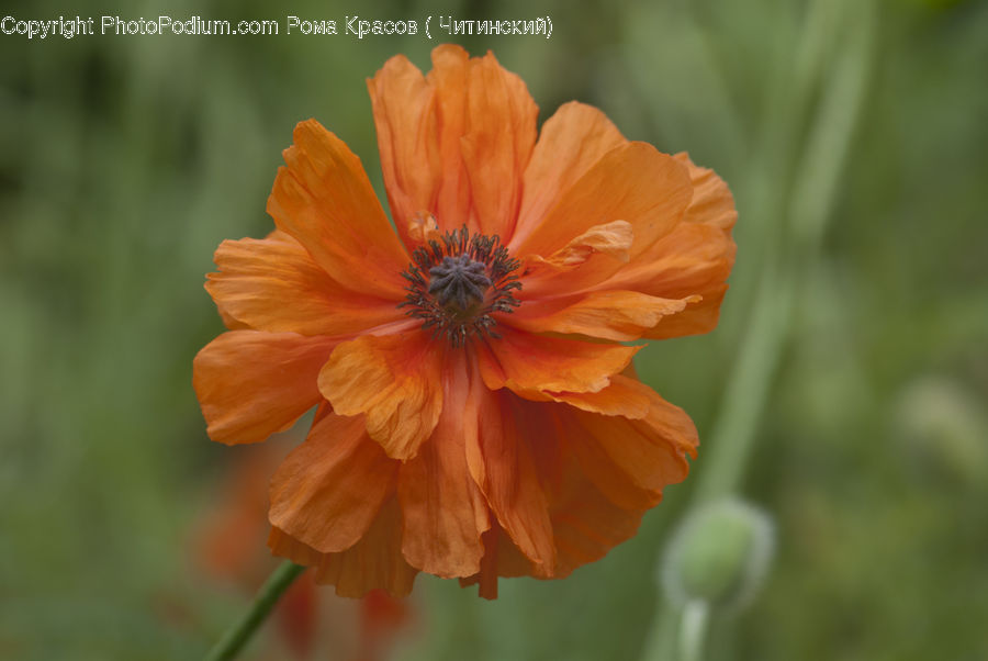 Cosmos, Blossom, Flora, Flower, Plant, Poppy, Daisies