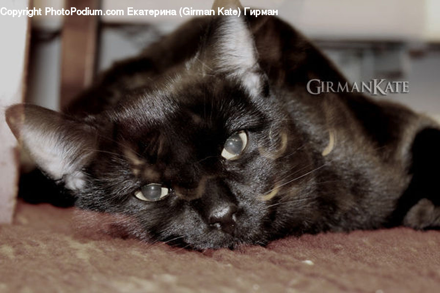 Animal, Cat, Pet, Siamese, Kitten, Mammal
