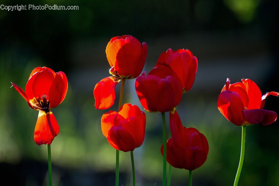 Blossom, Flora, Flower, Plant, Tulip, Rose, Petal