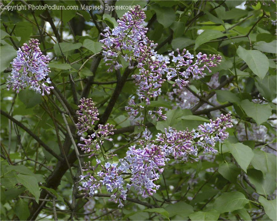 Blossom, Flower, Lilac, Plant, Flora, Bush, Vegetation
