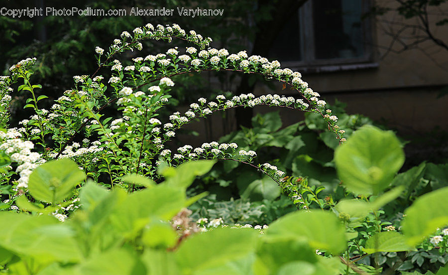 Plant, Potted Plant, Fern, Bush, Vegetation, Garden, Gardening