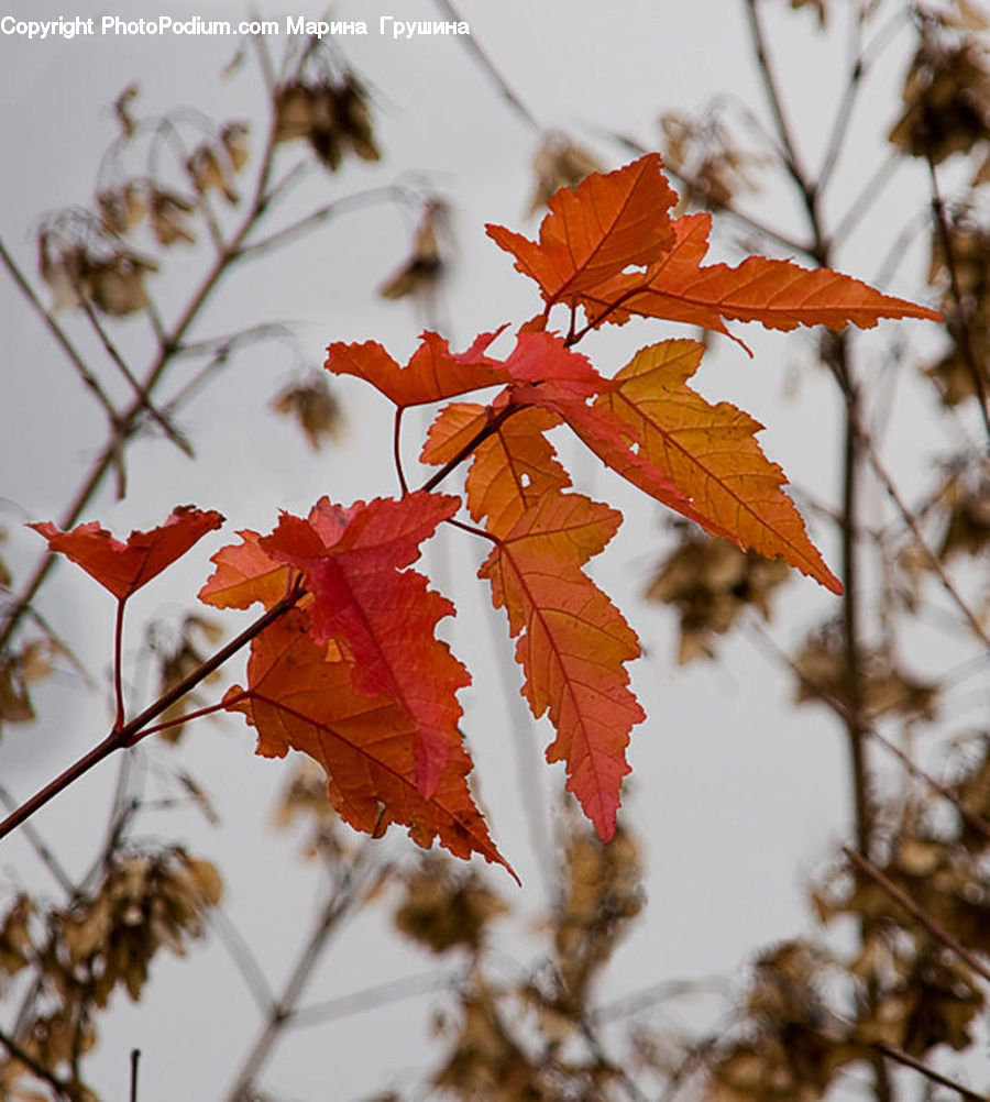Veins, Maple, Tree, Wood, Maple Leaf, Plant, Leaf