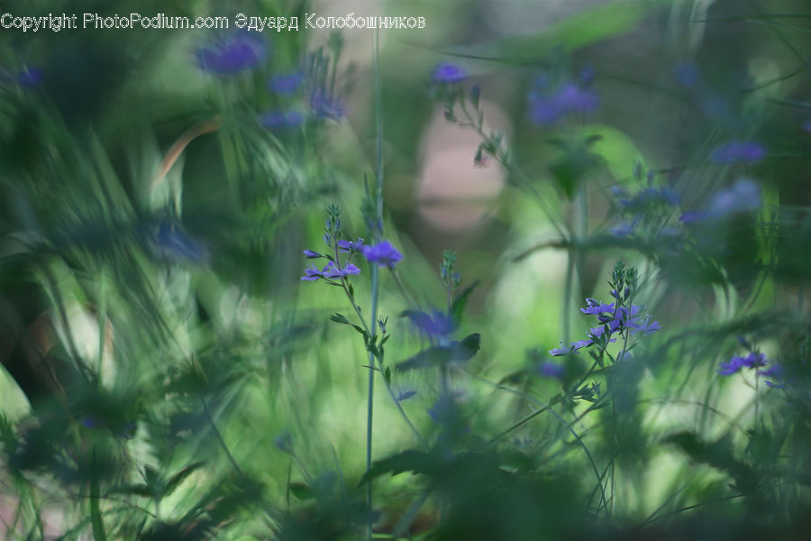 Fiber, Flax, Flora, Flower, Plant, Field, Grass