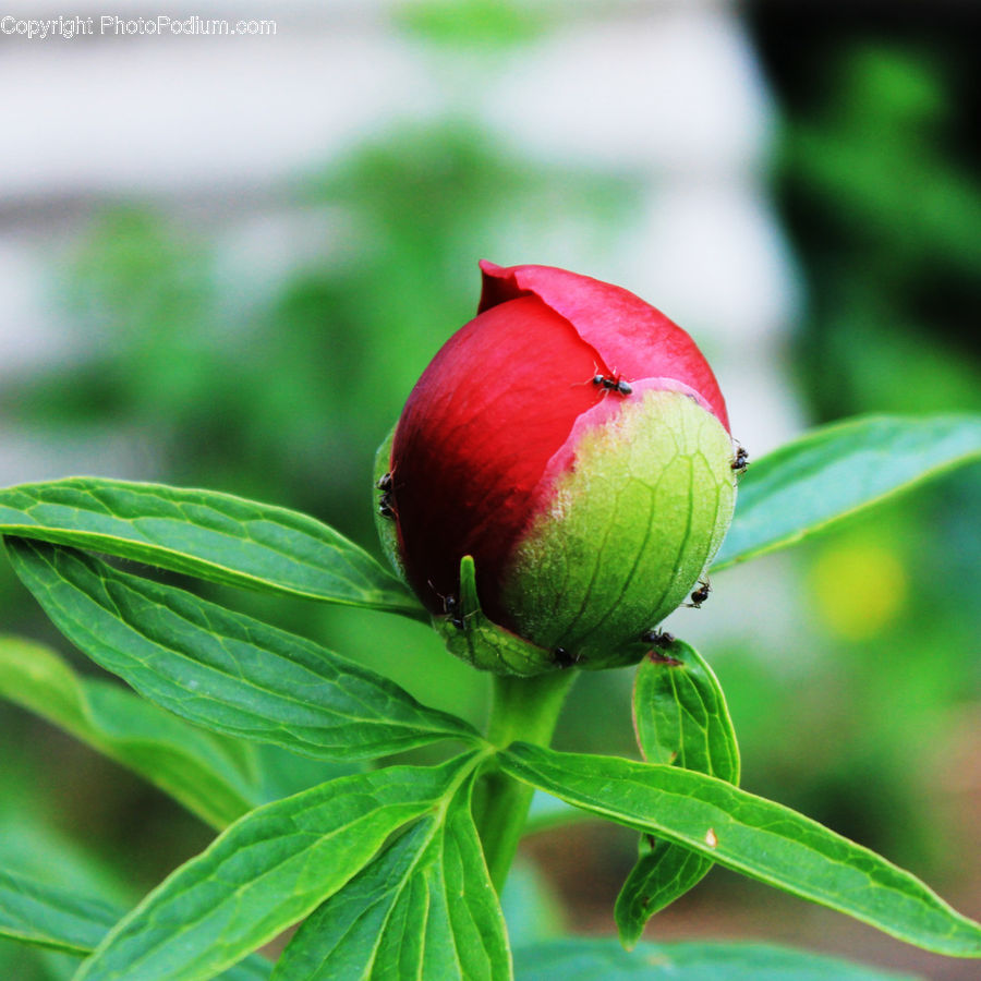Blossom, Flower, Peony, Plant, Bud, Flora, Geranium