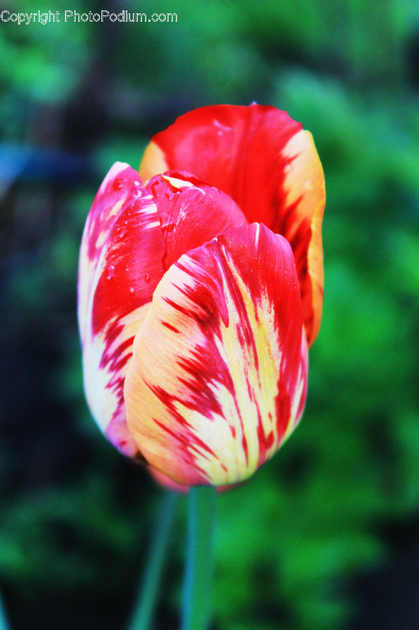 Blossom, Flora, Flower, Plant, Tulip, Carnation, Geranium