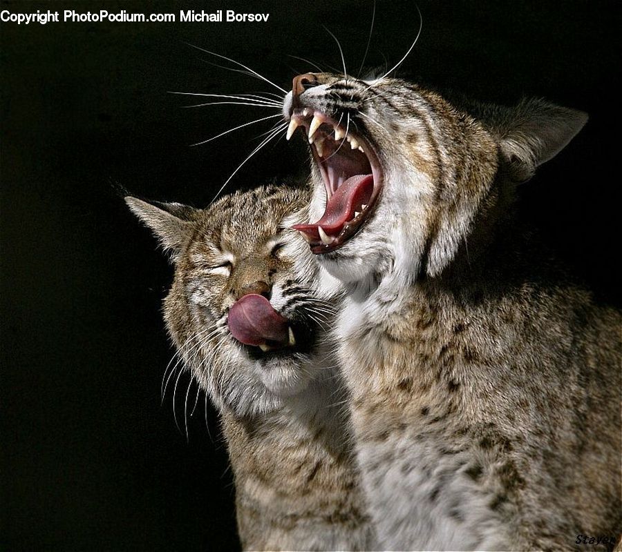 Animal, Cougar, Lion, Puma, Leopard, Lynx, Wildlife