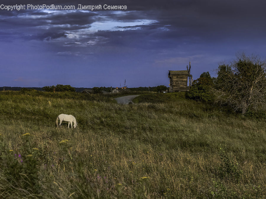 Field, Grass, Grassland, Land, Outdoors, Plant, Landscape