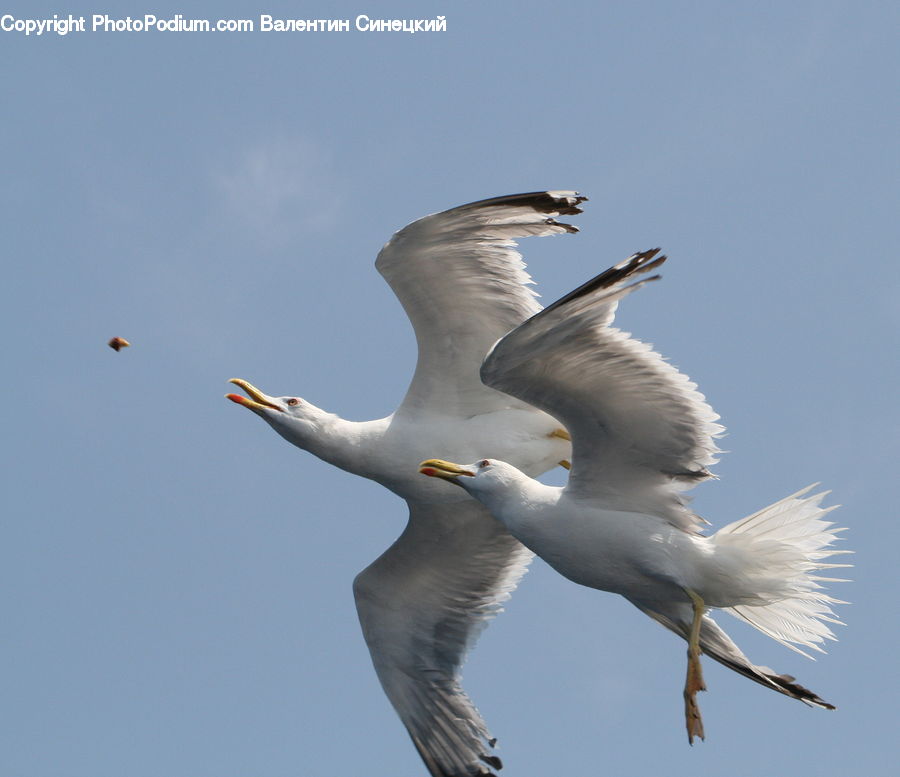 Bird, Seagull, Booby, Beak, Crane Bird, Heron