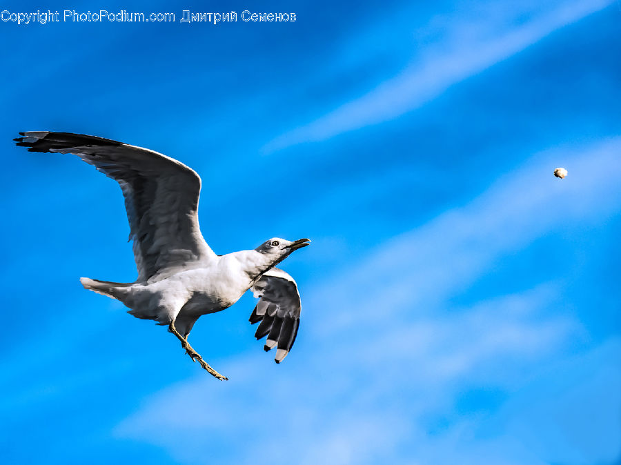 Bird, Booby, Seagull, Dove, Pigeon, Beak