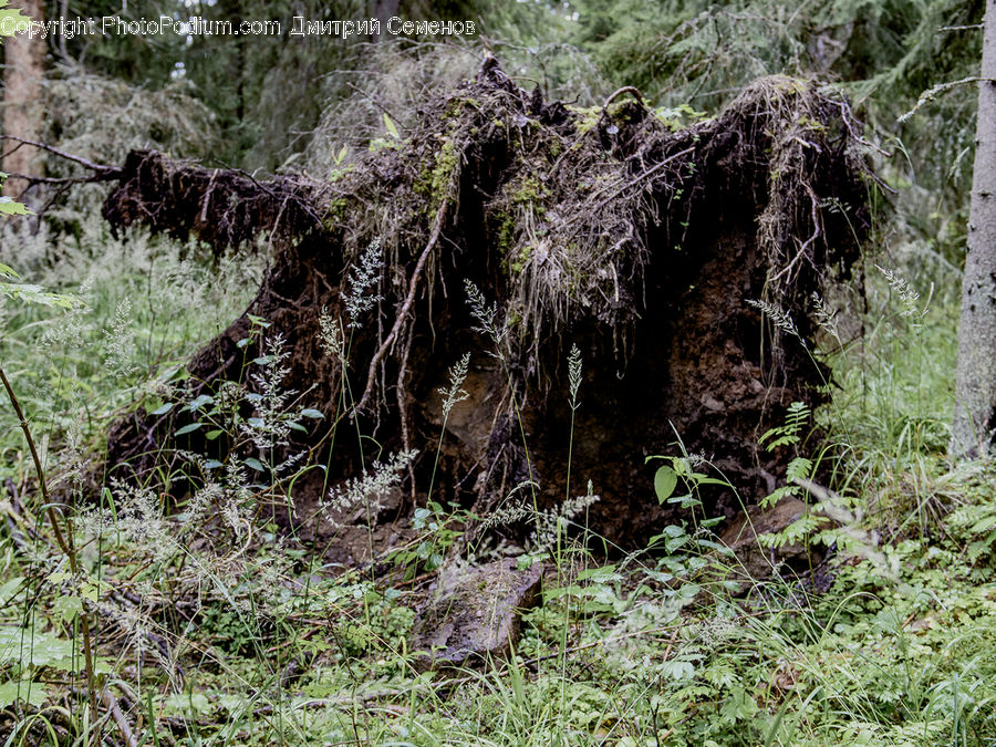 Bush, Plant, Vegetation, Conifer, Fir, Tree, Forest