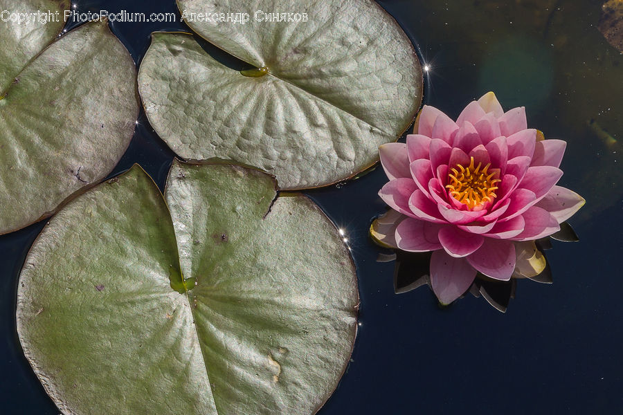 Flower, Lily, Plant, Pond Lily, Blossom, Flora, Petal