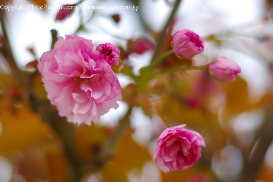Blossom, Flora, Flower, Plant, Tulip, Cherry Blossom, Petal