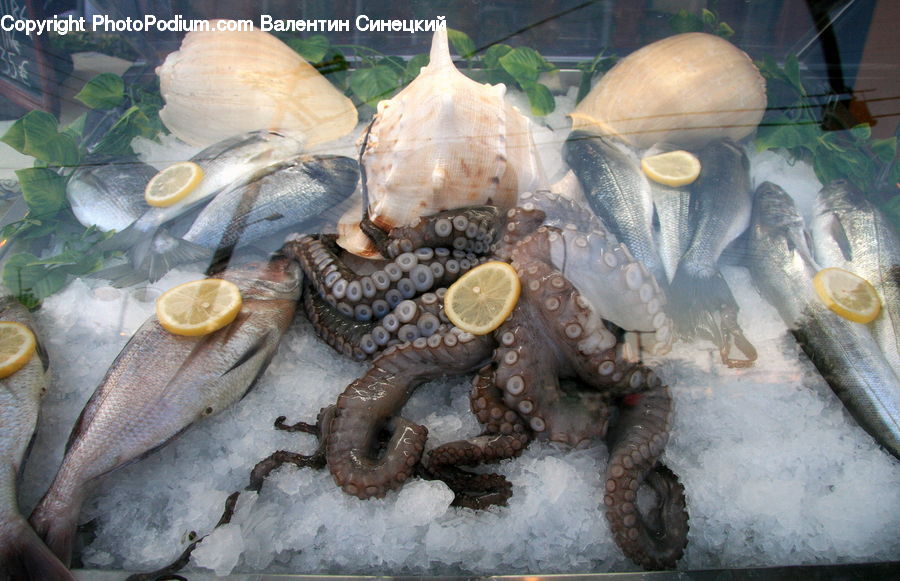 Plant, Potted Plant, Food, Seafood, Fish, Perch, Sea Life