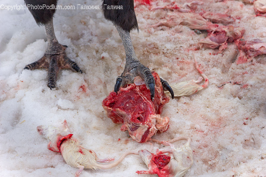 Crab, Invertebrate, Sea Life, Seafood, Bird, Poultry, Turkey Bird