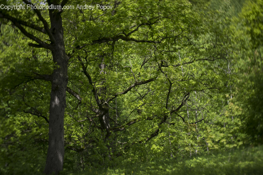 Forest, Vegetation, Oak, Tree, Wood, Plant, Grove