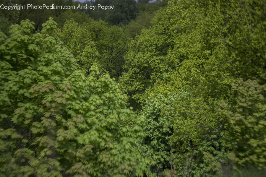 Conifer, Fir, Plant, Tree, Bush, Vegetation, Forest