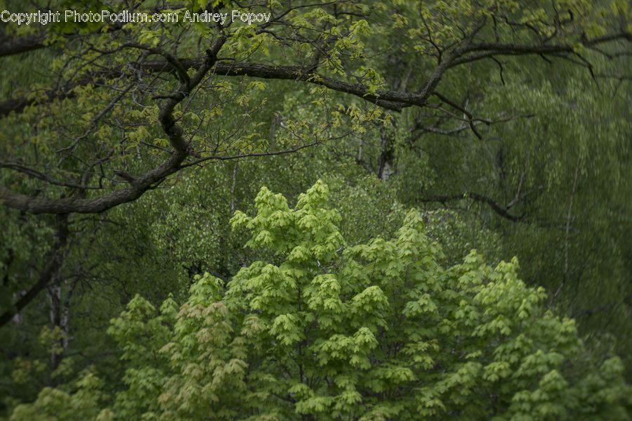 Forest, Vegetation, Oak, Tree, Wood, Conifer, Fir