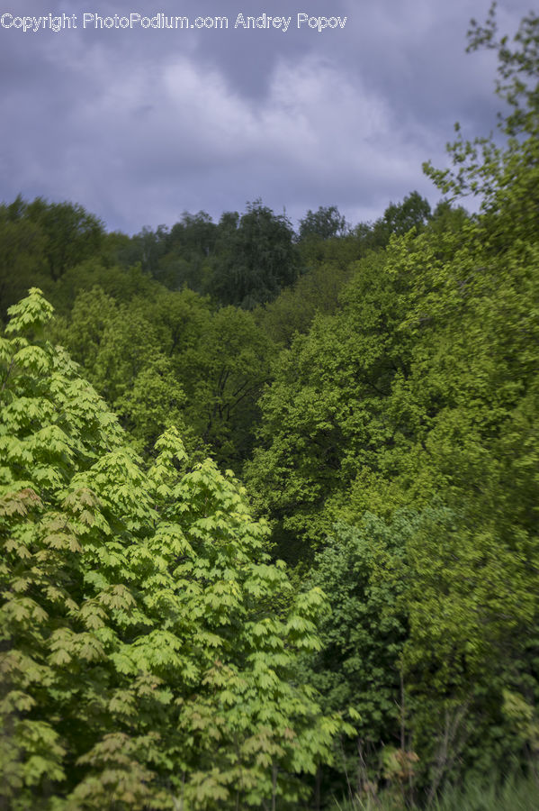 Forest, Vegetation, Conifer, Fir, Plant, Tree, Jungle
