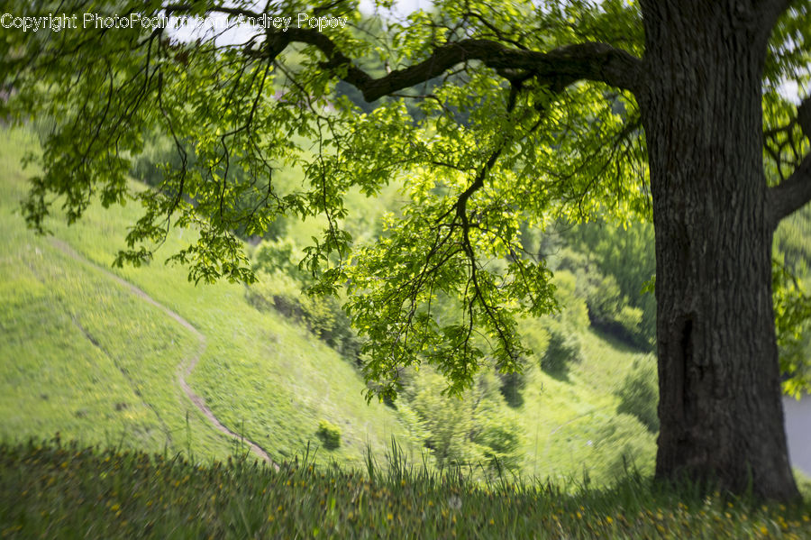 Oak, Tree, Wood, Plant, Forest, Vegetation, Dirt Road