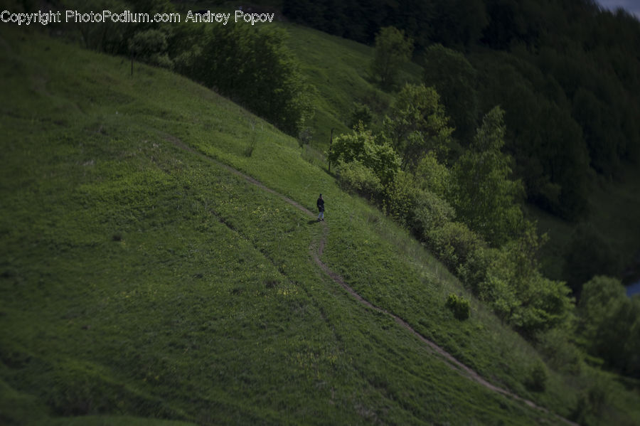 Forest, Vegetation, Jungle, Rainforest, Landslide, Field, Grass