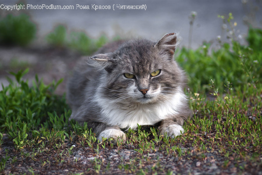 Animal, Cat, Mammal, Manx, Pet, Field, Grass