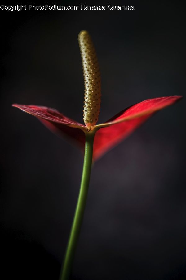 Bud, Plant, Anthurium, Flower, Blossom, Flora, Geranium