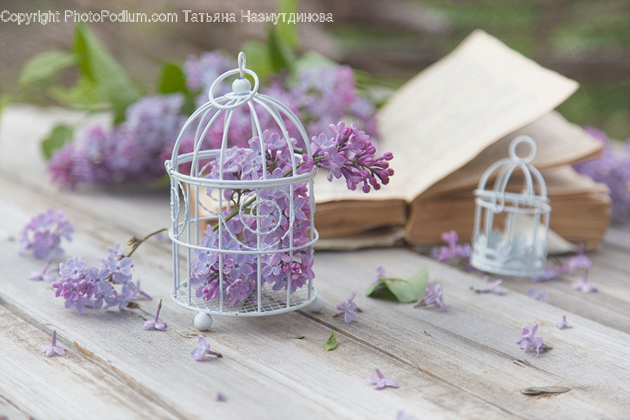 Lavender, Plant, Blossom, Flower, Lilac, Dining Table, Furniture