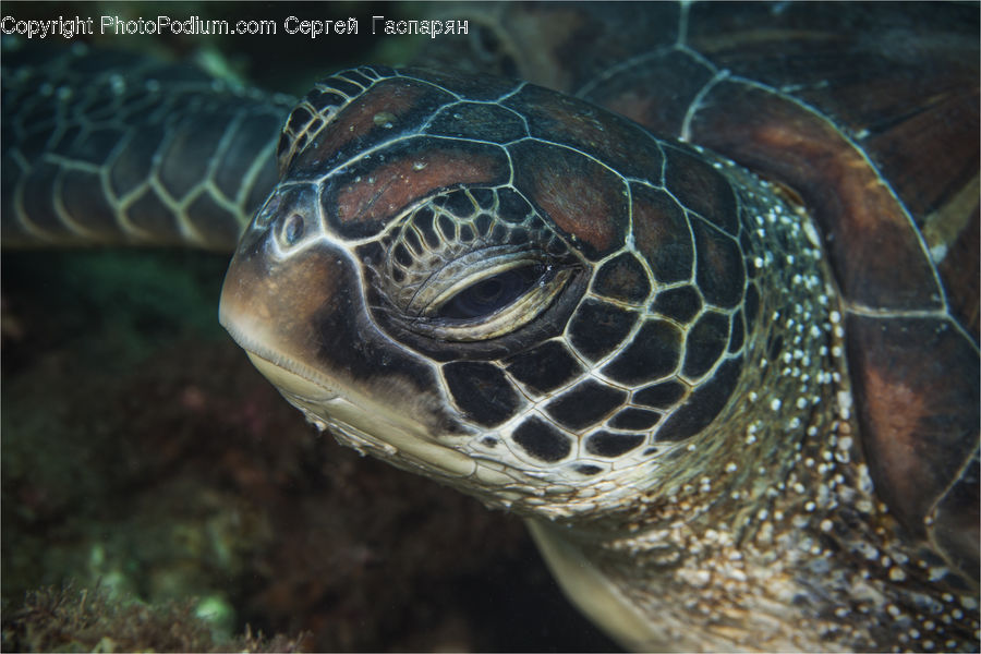 Reptile, Sea Life, Sea Turtle, Tortoise, Turtle