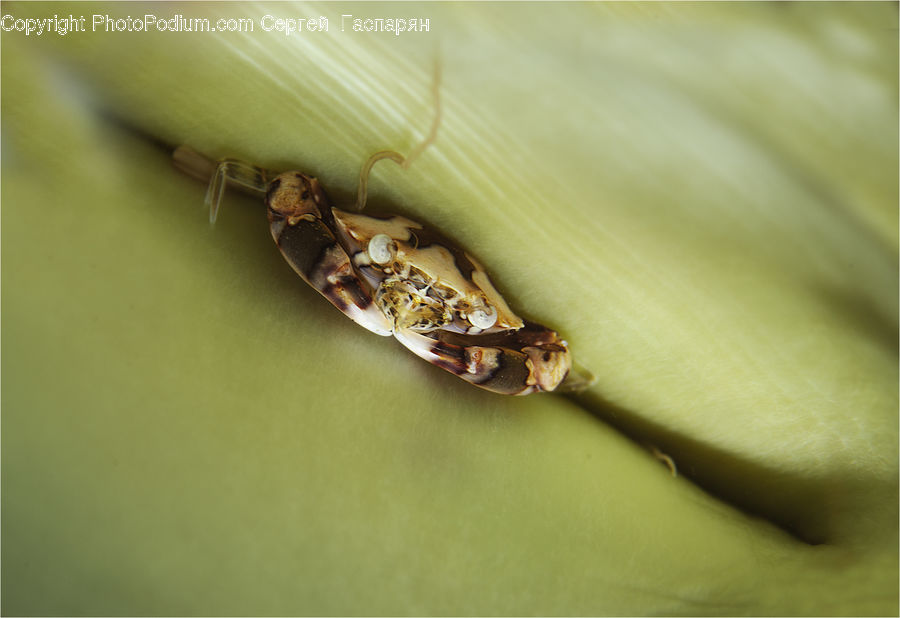 Cockroach, Insect, Invertebrate