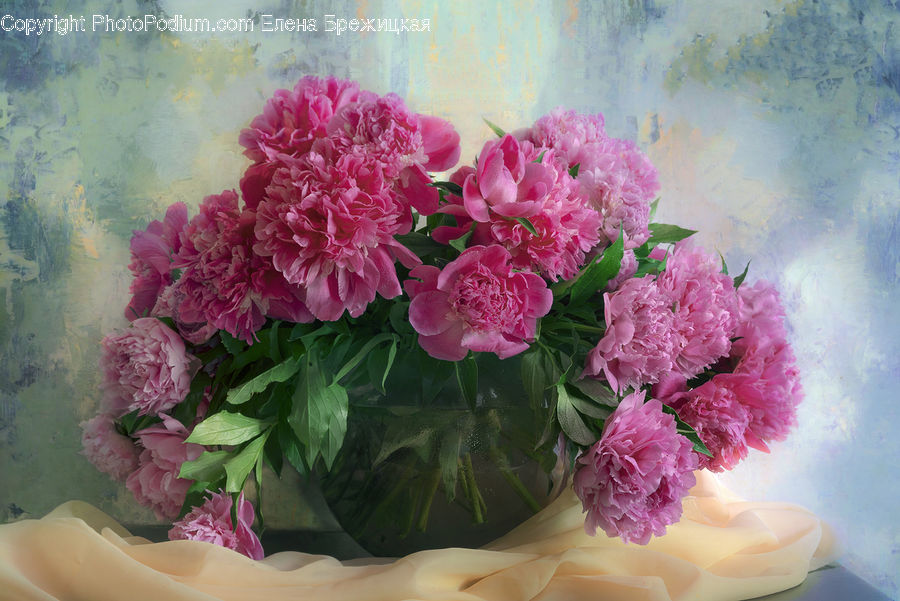 Blossom, Carnation, Flower, Plant, Floral Design, Flower Arrangement, Flower Bouquet