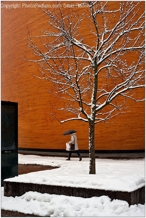 Ice, Outdoors, Snow, Birch, Tree, Wood, Lamp Post