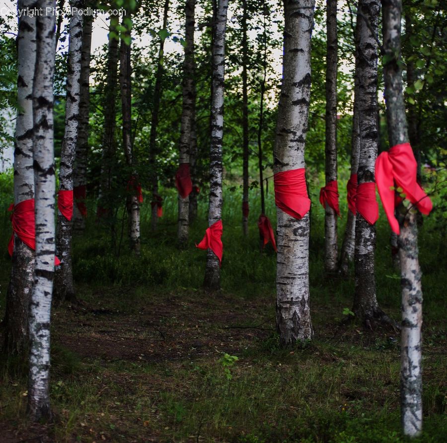 Birch, Tree, Wood, People, Person, Human, Forest